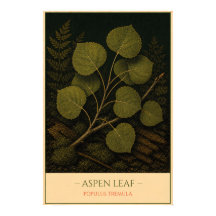Espenblatt – Vintage botanische Illustration