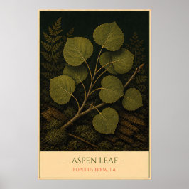 Espenblatt – Vintage botanische Illustration Poster