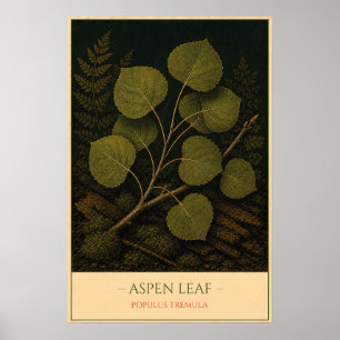 Espenblatt – Vintage botanische Illustration Poster