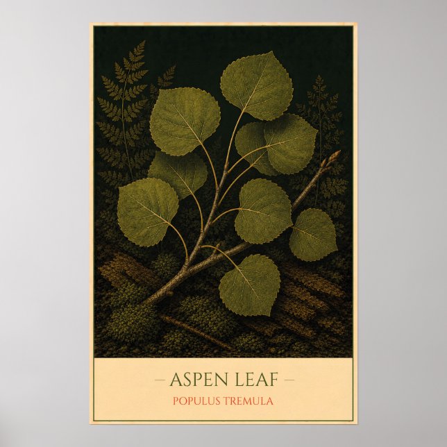 Espenblatt – Vintage botanische Illustration Poster (Vorne)