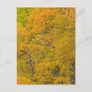 Espenwäldchen in intensiven Herbstfarben in der Nä Postkarte