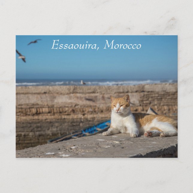 Essaouira | Katze am Meer Postkarte (Vorderseite)