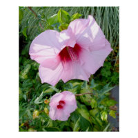 Essbare Blume für Riesen-Hibiskus perfekt