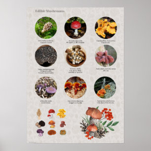 Essbare Mushroom-Fotos und Illustrationsdiagramme Poster