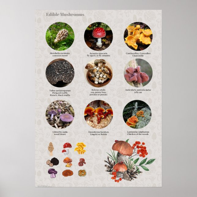 Essbare Mushroom-Fotos und Illustrationsdiagramme Poster (Vorne)