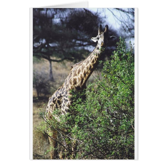 Essen Twiga Masai-(Masai-Giraffe) (Vorne)