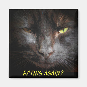Essen wieder? Diet Cat Meme Kühlschrank Magnet