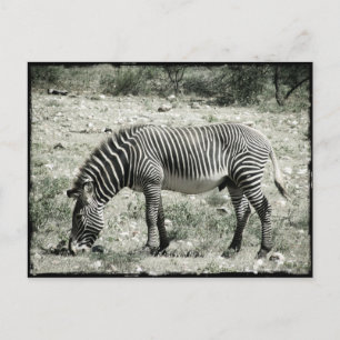 Essen Zebra Postkarte