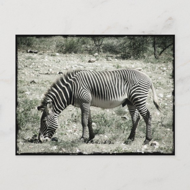 Essen Zebra Postkarte (Vorderseite)