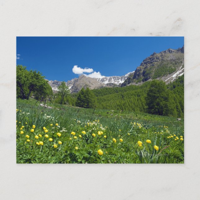 Estenc Valley im Frühjahr Französische Riviera Postkarte (Vorderseite)