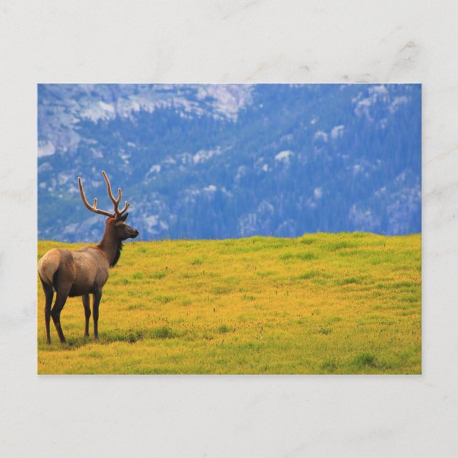 Estes Park Colorado Postkarte (Vorderseite)