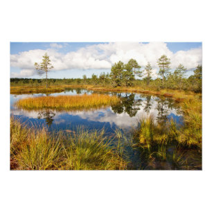 Estland Nature Viru Bog Fotodruck