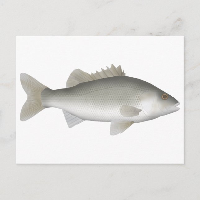 Estuary Perch Postkarte (Vorderseite)