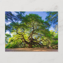 Ethereal Angel Oak Tree Postkarte