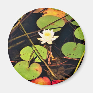 "Ethereal Lily Pad Pond mit Central White Blossom Magnet