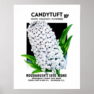 Etikett für Kandytuft-Saatgut Poster