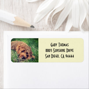 Etiketten mit Rücksendeadresse Golden Doodle