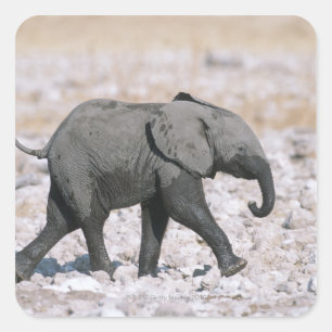 Etosha Nationalpark, Namibia Quadratischer Aufkleber