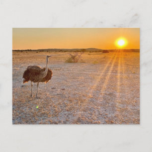etosha ostrich postkarte