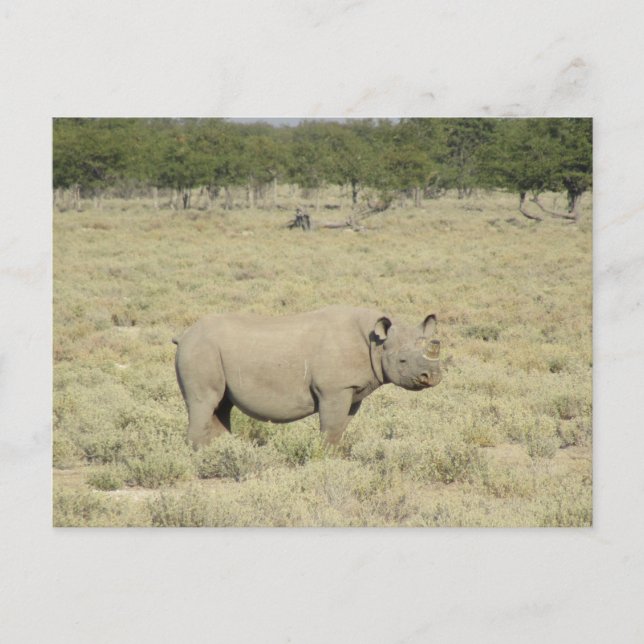 Etosha Rhinoceros Postkarte (Vorderseite)