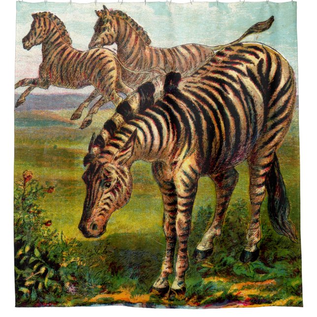 etwa 1900 Zebras-Druck Duschvorhang (Vorderseite)
