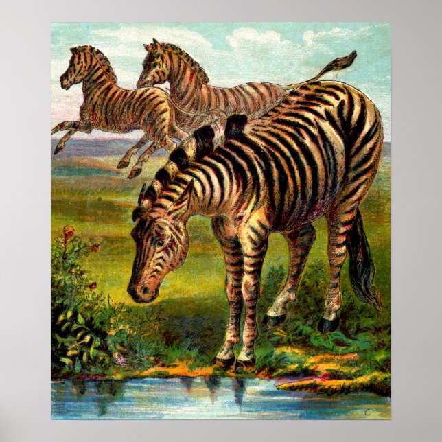 etwa 1900 Zebras-Druck Poster (Vorne)