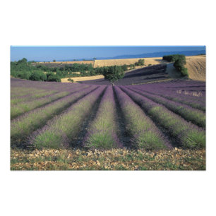 EU, Frankreich, Provence, Lavendel 2 Fotodruck