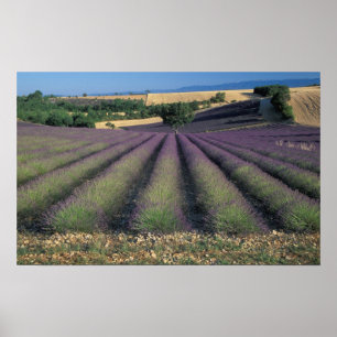 EU, Frankreich, Provence, Lavendelfelder 2 Poster