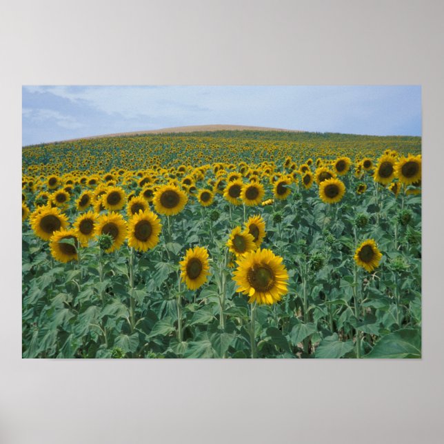 EU, Frankreich, Provence, Sonnenblumenfeld Poster (Vorne)