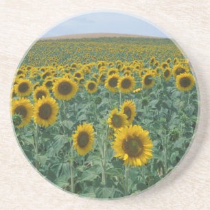 EU, Frankreich, Provence, Sonnenblumenfeld Sandstein Untersetzer