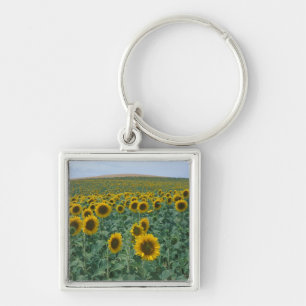 EU, Frankreich, Provence, Sonnenblumenfeld Schlüsselanhänger