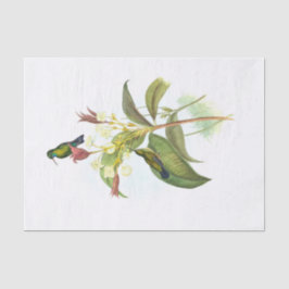 Eucephala caerulea (Blauchinniger Saphir) Seidenpapier