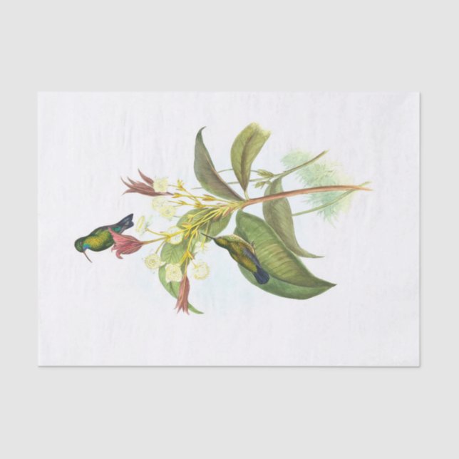 Eucephala caerulea (Blauchinniger Saphir) Seidenpapier (Vorderseite)