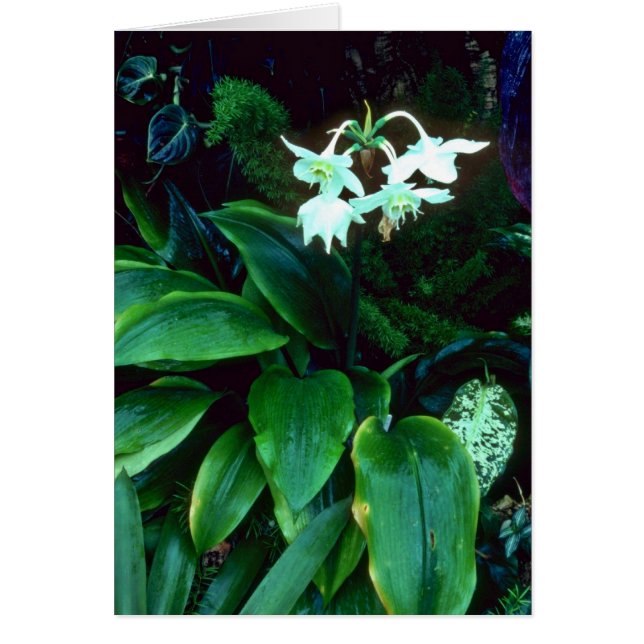 Eucharis Grandiflora (Amazonas) rosa Blumen (Vorne)