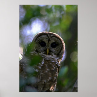 Euhu, Everglades, Florida Poster