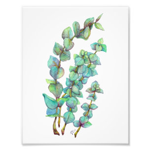 Eukalyptus 02 fotodruck