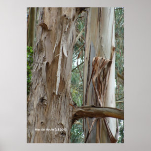 Eukalyptus Bark Poster