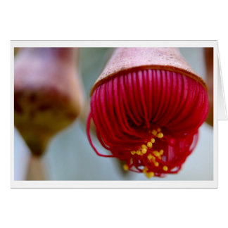 Eukalyptus caesia Geschenkkarte - 02