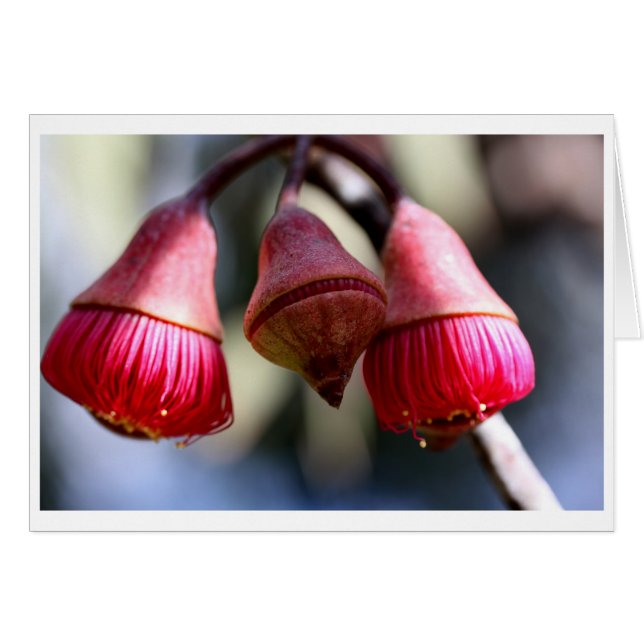 Eukalyptus caesia Geschenkkarte - 03 (Vorderseite (Horizontal))