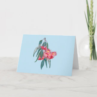 Eukalyptus (Corymbia ficifolia) auf Blue Karte