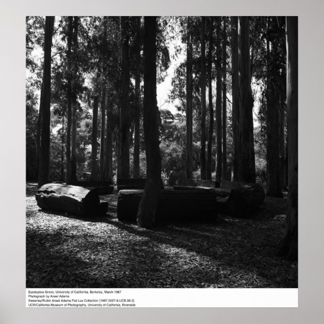 Eukalyptus Grove, UC Berkeley, 1967 Poster (Vorne)