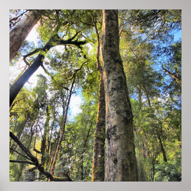 Eukalyptus Gum Trees Poster (Vorne)