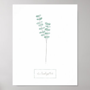 Eukalyptus-Poster Poster