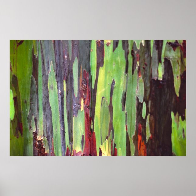 Eukalyptus rainbow 1 poster (Vorne)