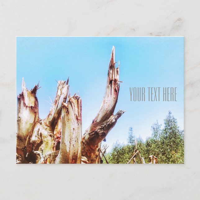 Eukalyptus Tree Stump Blue Sky Postcard Postkarte (Vorderseite)