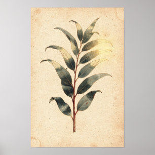 Eukalyptuszweig Botanischer Poster auf Elfenbein