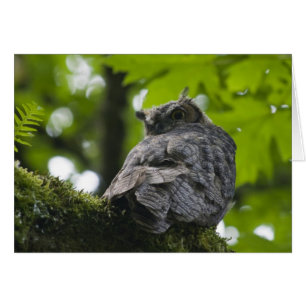 Eule an Nisqually Karte