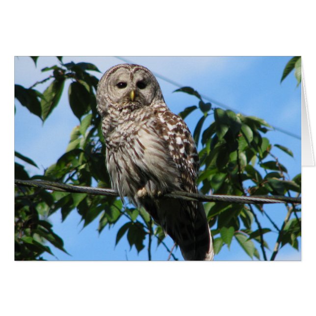 Eule auf Draht (Vorderseite (Horizontal))