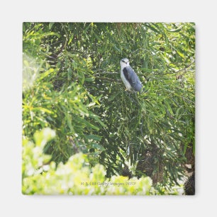 Eule, die auf einem Baum hockt Magnet