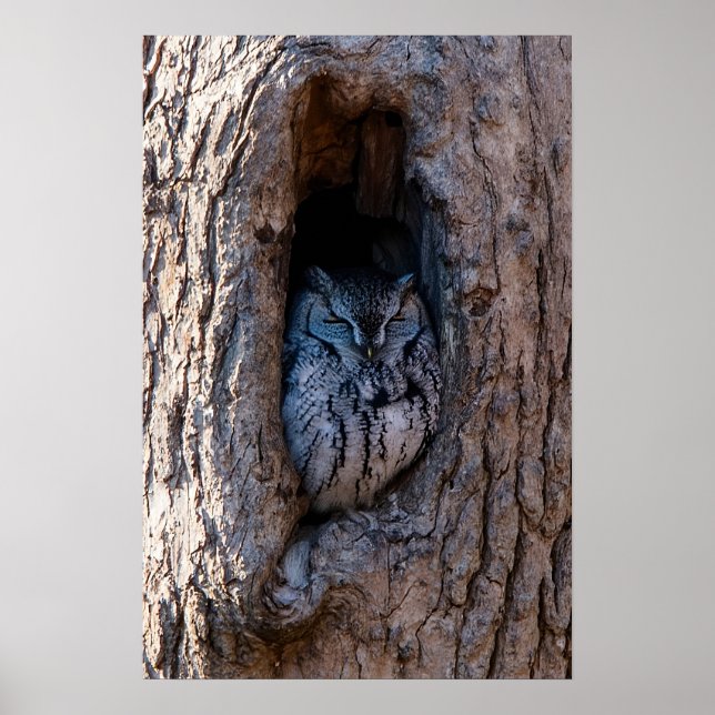 Eule im Baum Poster (Vorne)